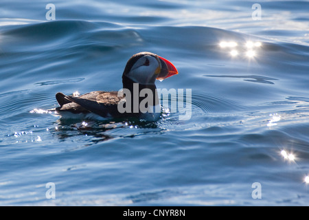Papageitaucher, gemeinsame Papageientaucher (Fratercula Arctica), Schwimmen im Meer Stockfoto