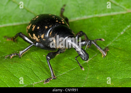 Liparus Glabrirostris (Liparus Glabrirostris), sitzt auf einem Blatt, Deutschland Stockfoto