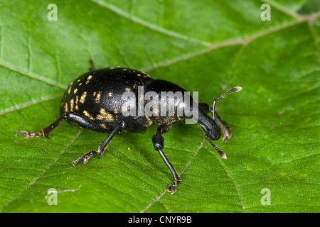 Liparus Glabrirostris (Liparus Glabrirostris), sitzt auf einem Blatt, Deutschland Stockfoto