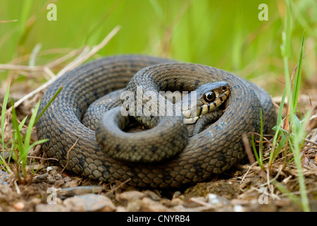 Ringelnatter (Natrix Natrix), auf dem Boden liegend aufgerollt, Deutschland, Rheinland-Pfalz Stockfoto