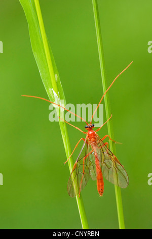 Ichneumon Wasp (Ophion Luteus), sitzen auf Grashalmen, Deutschland, Rheinland-Pfalz Stockfoto