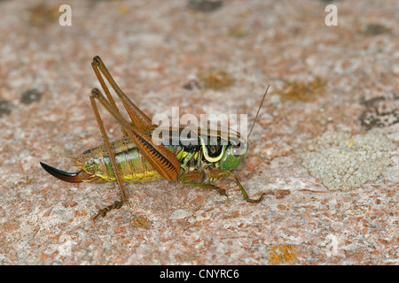 Roesel Bushcricket (Metrioptera Roeselii), Weiblich, Deutschland Stockfoto