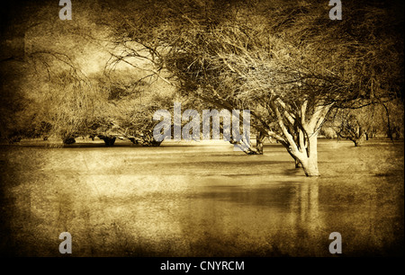 Grunge-Stil Bild der alten Wald mit Hochwasser, Sepia getönt Stockfoto