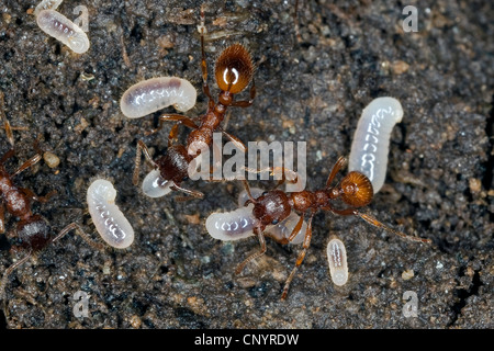 rote Myrmicine Ameise, rote Ameise (Myrmica Rubra), nest mit Arbeitern und Larven, Deutschland Stockfoto