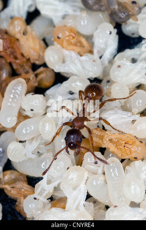 rote Myrmicine Ameise, rote Ameise (Myrmica Rubra), nest mit Arbeiter, Puppen und Larven, Deutschland Stockfoto