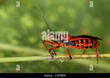 Rote Assassin Bug (Rhinocoris Iracundus, Rhynocoris Iracundus), sitzt auf einem Keimling, Deutschland Stockfoto