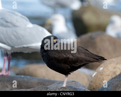 Schwarze Austernfischer schlafen bei Ebbe an der Küste von Vancouver Island, British Columbia, Kanada.  SCO 8179 Stockfoto