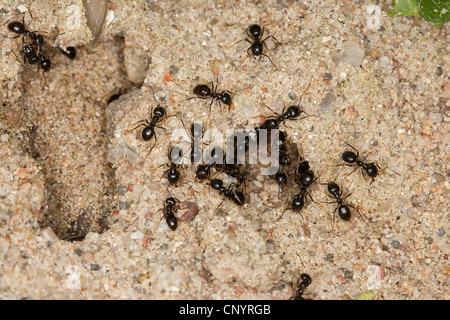 Jet-Ant, Shining Jet Schwarze Ameise (Lasius Fuliginosus, Dendrolasius Fuliginosus), viele Insekten am Eingang zu ihrem Nest in den Sand, Deutschland Stockfoto