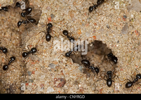 Jet-Ant, Shining Jet Schwarze Ameise (Lasius Fuliginosus, Dendrolasius Fuliginosus), viele Insekten am Eingang zu ihrem Nest in den Sand, Deutschland Stockfoto