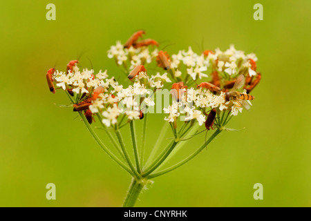 Gewöhnlicher Roter Soldat-Käfer Blutsauger-Käfer-Hogweed-Beinkäfer (Rhagonycha fulva), mehrere Käfer sitzen auf einem Doldenlifer, Deutschland Stockfoto
