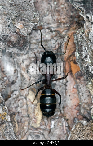 riesige Rossameise (Camponotus Herculeanus), sitzen auf Totholz, Deutschland Stockfoto