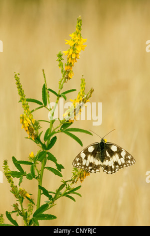 gemeinsamen Melilot, gerippte Melilot, gelbe Melilot, gelbe Sweetclover (Melilotus Officinalis), sitzen auf gemeinsame Melilot, Deutschland, Nordrhein-Westfalen Stockfoto