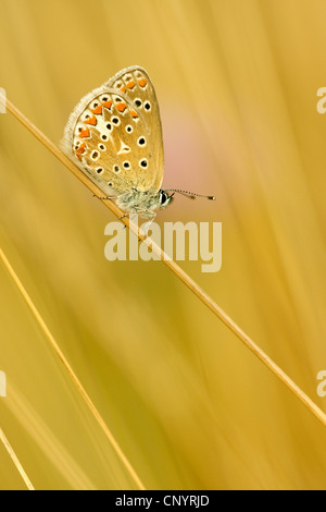 gemeinsamen blau (Polyommatus Icarus), männliche sitzt auf einem Rasen Halm, Deutschland, Rheinland-Pfalz Stockfoto