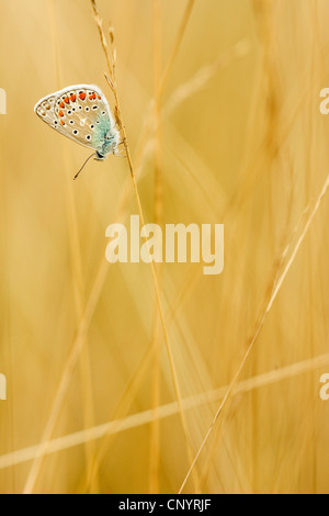 gemeinsamen blau (Polyommatus Icarus), männliche sitzt auf einem Rasen Halm, Deutschland, Rheinland-Pfalz Stockfoto