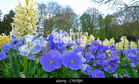 Stiefmütterchen, Stiefmütterchen-Veilchen (Viola X wittrockiana, Viola Wittrockiana, Viola Hybrida), Blumenbeet mit weißen Jacinthes und blaue pansys Stockfoto