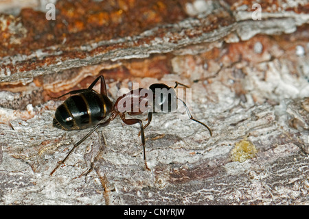 riesige Rossameise (Camponotus Herculeanus), sitzen auf Totholz, Deutschland Stockfoto