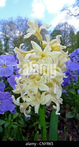 Stiefmütterchen, Stiefmütterchen-Veilchen (Viola X wittrockiana, Viola Wittrockiana, Viola Hybrida), weiße Jacinthes und blaue pansys Stockfoto