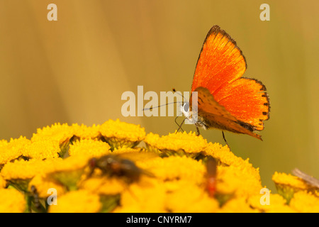 knappen Kupfer (Heodes Virgaureae, Lycaena Vigaureae, Chrysophanus Virgaureae), männliche sitzen auf gemeinsame Rainfarn saugen Nektar, Deutschland, Nordrhein-Westfalen Stockfoto