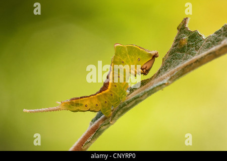 Puss Moth (Cerura Vinula), junge Raupe sitzt auf einem Blatt, Deutschland, Rheinland-Pfalz Stockfoto