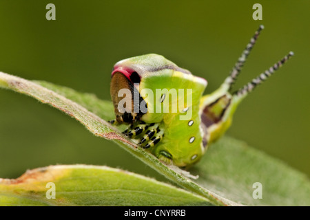 Puss Moth (Cerura Vinula), junge Raupe auf einem Blatt, Deutschland, Rheinland-Pfalz Stockfoto