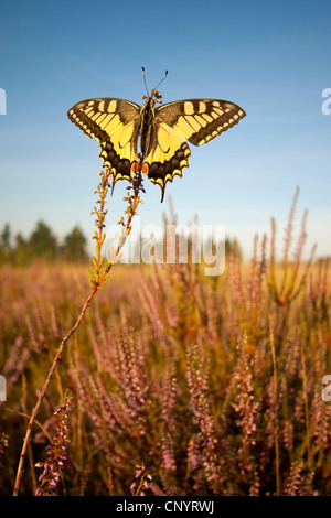 Schwalbenschwanz (Papilio Machaon), sitzt in der Heide, Deutschland, Nordrhein-Westfalen Stockfoto