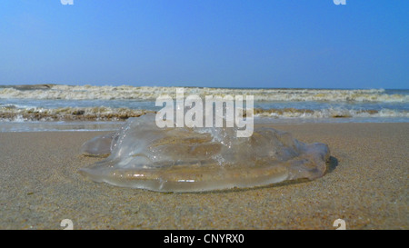 Kompass-Quallen, rot-banded Quallen (Chrysaora Melanaster, Chrysaora Hysoscella), Reste einer Qualle am Sandstrand, Deutschland, Mecklenburg-Vorpommern, Zingst Stockfoto