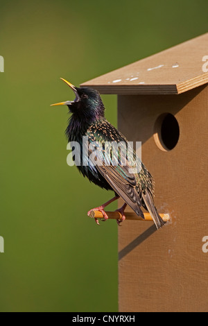 gemeinsamen Star (Sturnus Vulgaris), Nistkasten, singen, Deutschland Stockfoto