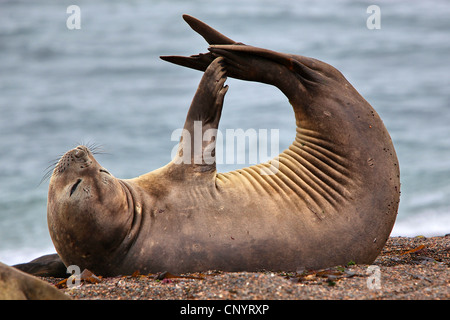 südlichen See-Elefanten (Mirounga Leonina), weibliche relaxen am Strand, Argentinien, Halbinsel Valdés Stockfoto