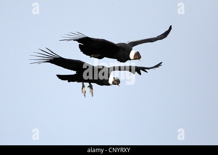 Andenkondor (Vultur Kondor), zwei Anden-Kondor fliegen, Chile, Torres del Paine Nationalpark Stockfoto