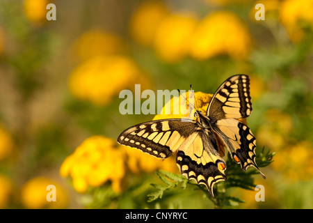 Schwalbenschwanz (Papilio Machaon), sitzen auf Rainfarn, Deutschland, Nordrhein-Westfalen Stockfoto