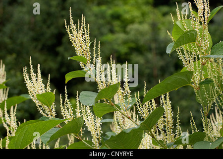 Japanischer Staudenknöterich (Fallopia Japonica, Reynoutria Japonica), blühen, Deutschland Stockfoto