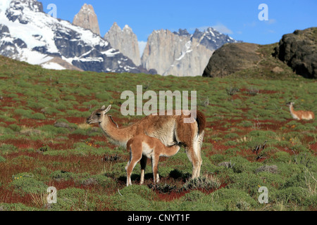 Guanako (Lama Guanicoe), Mutter ihr Kind, Chile, Torres del Paine Nationalpark Spanferkel Stockfoto