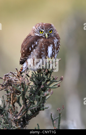 Austral Sperlingskauz (Glaucidium Nanum), sitzt auf einem Strauch, Chile, Torres del Paine Nationalpark Stockfoto