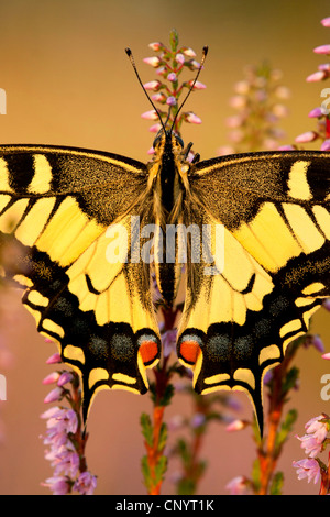 Schwalbenschwanz (Papilio Machaon), sitzt in der Heide, detail, Deutschland, Nordrhein-Westfalen Stockfoto