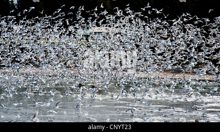 Hering und Glaucous geflügelte Möwen sammeln für eine Fütterung Bonanza auf Hering Untiefen, Vancouver Island.  SCO 8182 Stockfoto