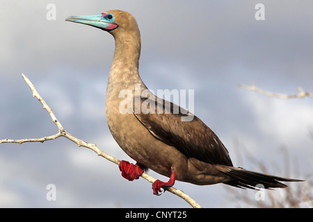 Red-footed Sprengfallen (Sula Sula), sitzt auf einem Ast, Ecuador, Galapagos Stockfoto