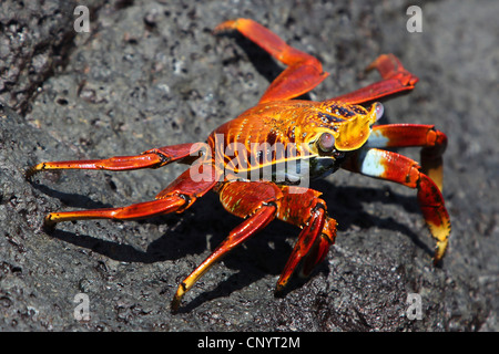 Sally lightfoot Krabben, fleckige Shore Crab (Grapsus Grapsus), auf einem Felsen, Ecuador, Galapagos-Inseln Stockfoto