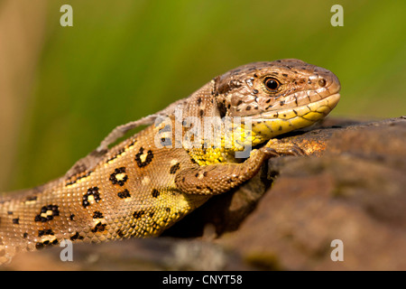 Zauneidechse (Lacerta Agilis), Portrait einer Frau, Deutschland, Rheinland-Pfalz Stockfoto