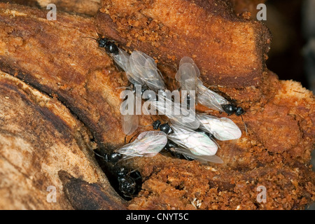 Ameisen (Lasius vgl. Platythorax), nisten in Totholz mit geflügelten Individuen, Deutschland Stockfoto