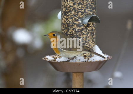 Rotkehlchen (Erithacus Rubecula), an einem Futterplatz, Deutschland Stockfoto