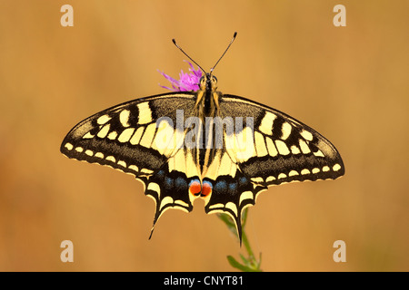 braune Flockenblume, braun durchleuchtet Flockenblume (Centaurea Jacea), sitzt auf einem Flockenblume, Deutschland, Nordrhein-Westfalen Stockfoto