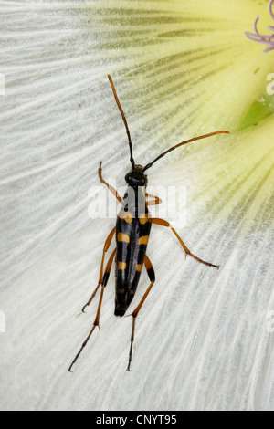 Laubholzbockkäfer (Strangalia Attenuata, Typocerus Attenuata Attenuata Leptura), auf einer Blume, Deutschland Stockfoto