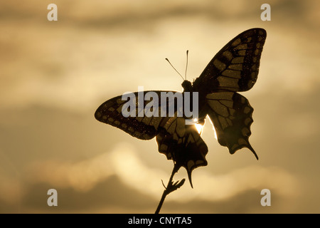 Schwalbenschwanz (Papilio Machaon), sitzt auf einem Auslauf bei Gegenlicht, Deutschland, Nordrhein-Westfalen Stockfoto