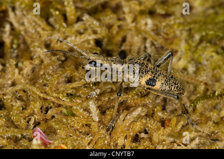 Blackspotted Zange unterstützen Käfer, Eiche Longhorn Beetle (Rhagium Mordax), sitzen in Moos, Deutschland Stockfoto
