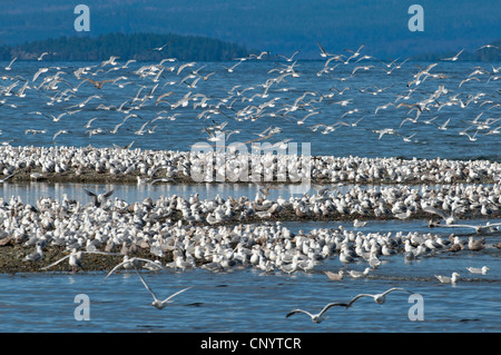 Hering und Glaucous geflügelte Möwen sammeln für eine Fütterung Bonanza auf Hering Untiefen, Vancouver Island.  SCO 8184 Stockfoto