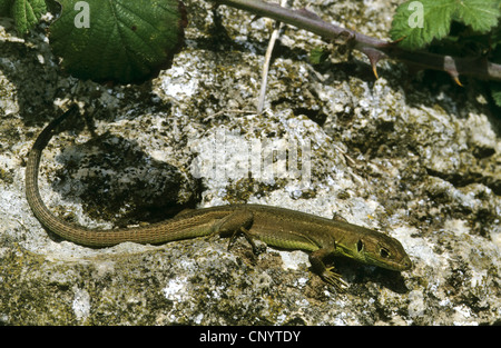 Östlichen grüne Eidechse, europäische grüne Eidechse, Smaragd Eidechse (Lacerta Viridis Viridis), Juvenile auf einem Felsen, Griechenland Stockfoto