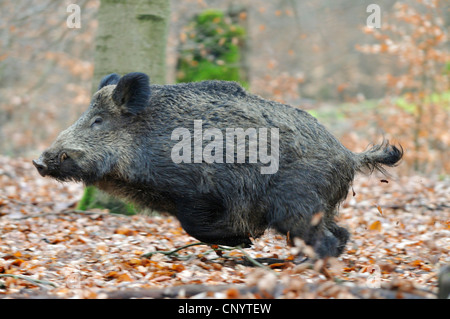 Wildschwein, Schwein, Wildschwein (Sus Scrofa), auf der Flucht in den Wald, Deutschland Stockfoto
