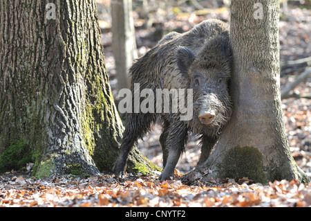 Wildschwein, Schwein, Wildschwein (Sus Scrofa), Tusker reiben an einem Baum nach dem Verlassen der schwelgen, Deutschland Stockfoto