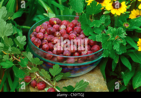 wilde Stachelbeere, europäischen Stachelbeere (Ribes Uva-Crispa), nahm Früchte in eine Glasschüssel Stockfoto