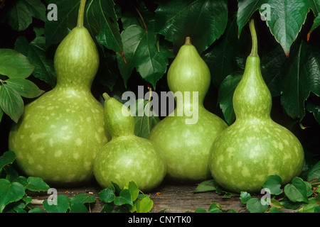 Flaschenkürbis, Kalebasse, weiße Blüte Kürbis (Lagenaria Siceraria), Kürbisse, Früchte Stockfoto